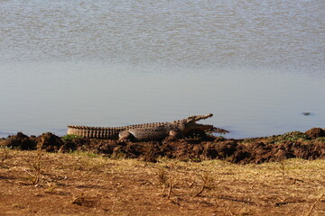 Coccodrillo in riva a lago