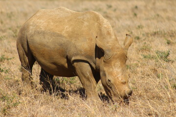 Rinoceronte pascolando