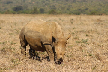 Rinoceronte pascolando