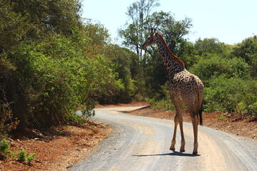 Giraffa sulla strada