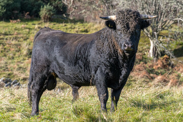 Black Bull, Bunachton, Inverness, Scotland