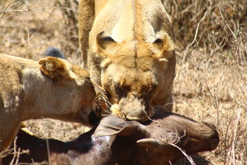Lioness hunting buffalo