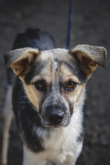 Dog staring at camera