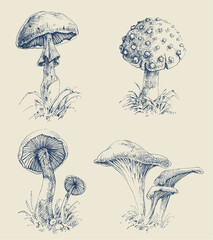 Mushrooms set hand drawings. Various edible mushrooms design