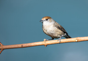 A close up of a single female blackcap sat on a tree branch