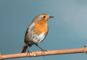 A close up of a single robin perched on a tree branch