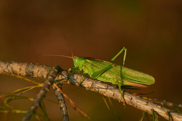 Grünes Heupferd (Tettigonia viridissima) in der Abendsonne	