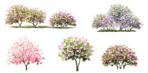 Vector watercolor blooming flower tree side view isolated on white background for landscape and architecture drawing, elements for environment and garden,botanical elements for section in spring 