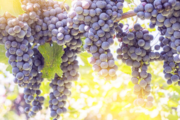 Bunches of red grapes on vine in warm light