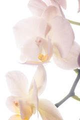 Obraz na płótnie Canvas Phalaenopsis Orchid Flower On White Background