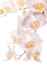 Fototapeta na wymiar Phalaenopsis Orchid Flower On White Background