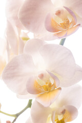 Phalaenopsis Orchid Flower On White Background