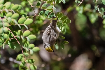Verdin (Auriparus flaviceps) Hanging Upside Down While Feeding