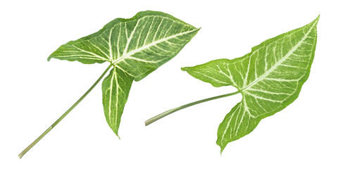 Fresh green nephthytis leaves isolated on transparent background	