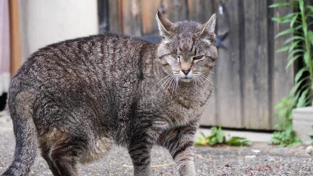 Injured cat looking with only one eye. Poor stray cat. a Cat with disabilities help concept.
