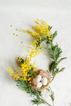 Easter card concept with yellow mimosa flowers