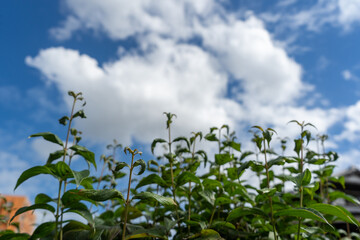 新緑の向こうに湧き上がる夏の雲