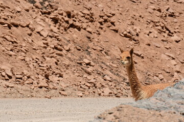 Obraz na płótnie Canvas Wild Vikunja in Atacama desert Chile South America