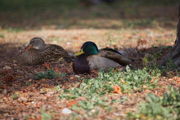 Duck in the park