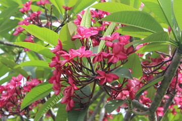 pink flowers in the garden