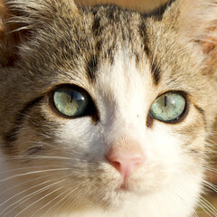 Baby cat with blue eyes