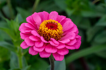Obraz premium Pink Zinnia Flower Blooming In The Garden In September