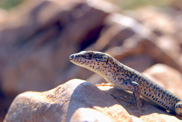 Close-up lizard eye. Small dragon animal.
