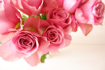 Beautiful pink rose background. Pink roses on white background. Flower background for Mother's day, Women's day, Wedding and Valentine's day.