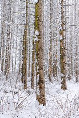 Fototapeta premium Waldsterben, abgestorbene Fichten im Winter