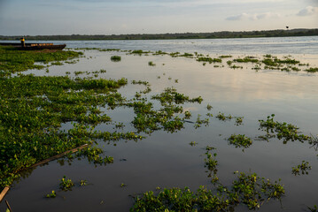 Vegetation on the Magdalena river at sunrise. Colombia.