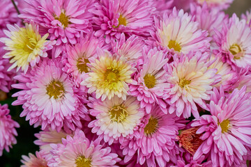 Chrysanthemums