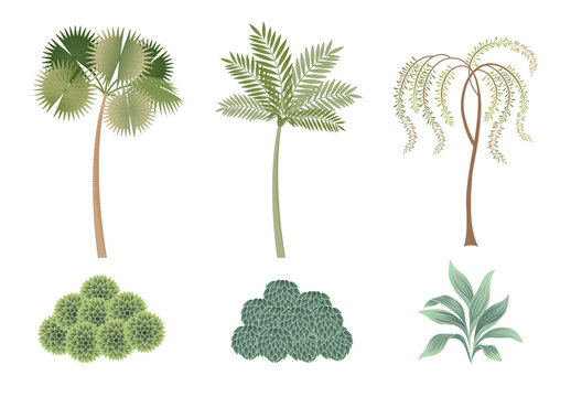 Tropical Trees Indian Botanical Design Elements