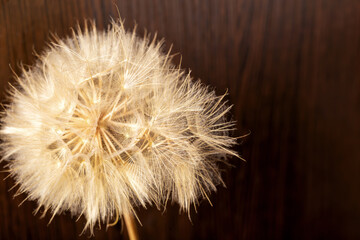 Old dry dandelion on a wooden background