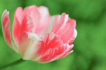 close up of pink and white soft petal tulip flower in backyard gardening
