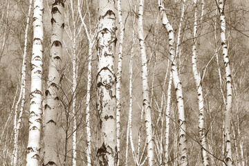 Obraz premium Beautiful birch trees in autumn