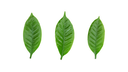 Green Arabica coffee leaf on a white background.