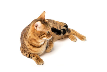 Bengal cat lies resting on a white background.