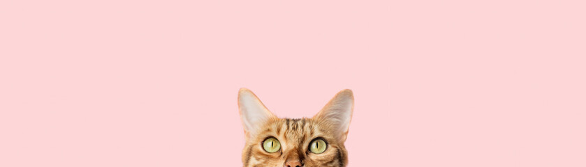 Beautiful funny bengal cat peeks out from behind a pink table - obrazy, fototapety, plakaty