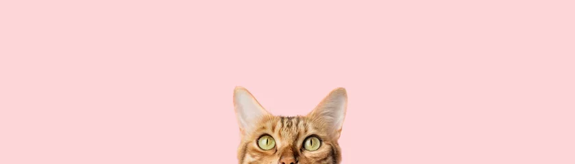 Foto op Plexiglas Beautiful funny bengal cat peeks out from behind a pink table © Svetlana Rey