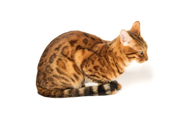Obraz premium Bengal cat on white background sits sideways