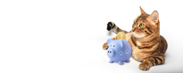 Funny cat with a blue piggy bank on the background.