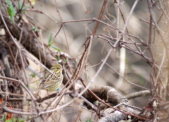 Aoji perched on a tree branch