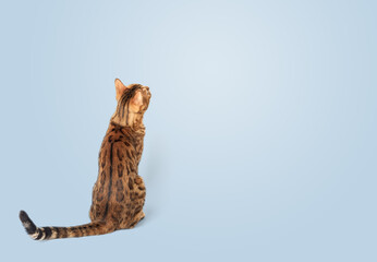 Ginger cat sits with his back to the camera on a blue background