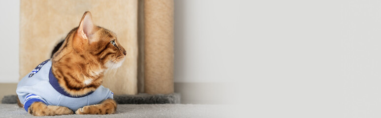 Red cat in a jacket on the floor in the room.