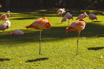 Flamingos in the park