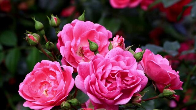 pink Wild Roses In The Garden 
