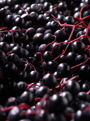 Holunderbeeren auf dunklem Fond