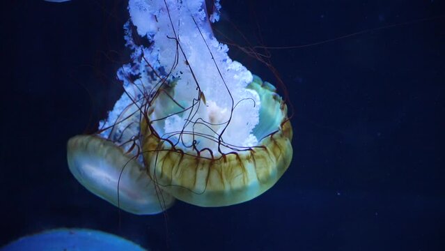 Groupe de méduses fluorescentes et transparentes