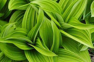 False Helebore, Veratrum Viride, Adirondack Forest Preserve, New York