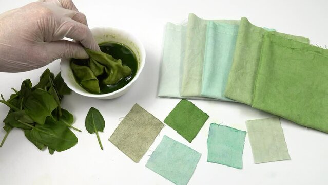 Dyeing a sample of cotton fabric in sorrel leaves broth, DIY. Bowl of    decoction of sorrel leaves, and fresh sorrel leaves are on the samples of cotton fabric in gradient green color, background. 